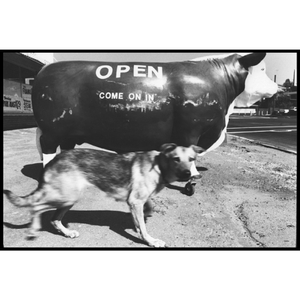 'Cow on Wheels' 1980⁠