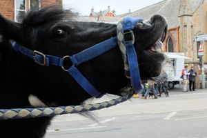 Appleby Fair 2