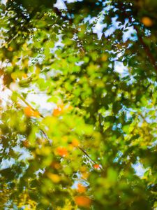 Trees | This project was borne, not from an artist's statement but from the inspiration of the passage entitled 'Trees' from "Wandering" by Herman Hesse. © Matthew Arnold