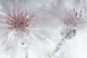 Kornblumen