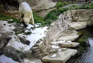 CAPTIVITY
