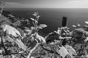 vineyards with seaview