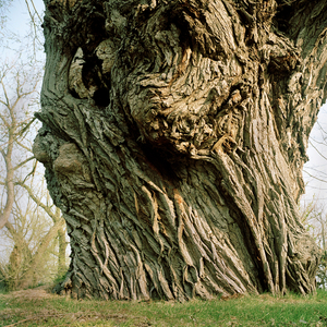 Tree #18 from Willow Series