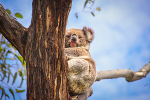 KOALA ON A TREE