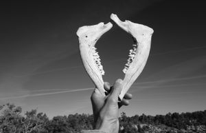 Elk Jawbones