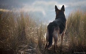 Man's best friend