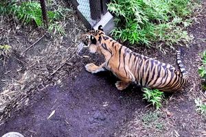 CAPTIVITY