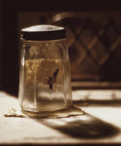 An appreciation for the imperfect and impermament