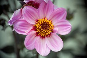 Dahlia