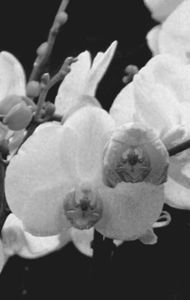 Mimulus