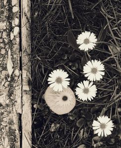 Mushroom and Flowers 1