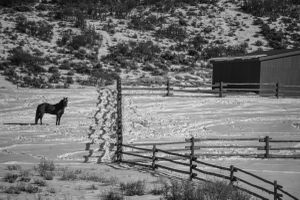 Horse in winter