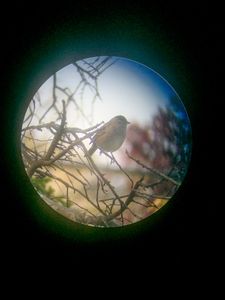 Sparrow