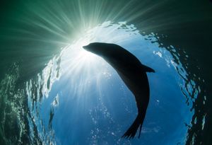 Seal of Joy