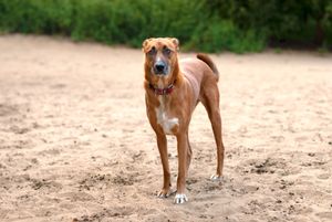 Scooby