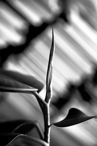 The remarkable resilience of a rubber plant - The Pirouette