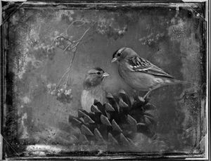 © Dianne Yudelson Chipping Sparrows