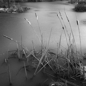 The Pond Project #6