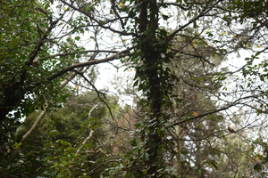Tatoi’s Forest