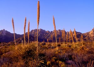 Organ Mountains (East side).      South East.