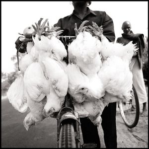 Chicken Man