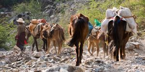 A pack train descends the stone stretch of the old road, carrying goods from Deqin to the village of Adong. Tea now travels everywhere by truck. © Michael Freeman