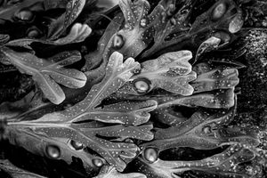 Beach Detail: Seaweed