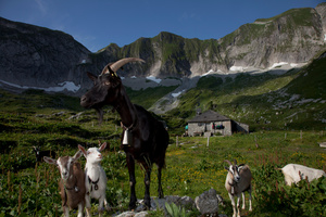 Chèvres devant chalet d'alpage. Réserve naturelle du Vanil noir.