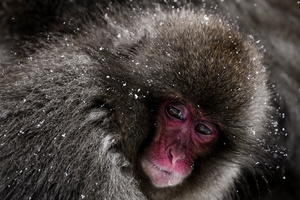 Snow Monkey-05