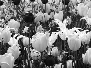 I must have flowers #4