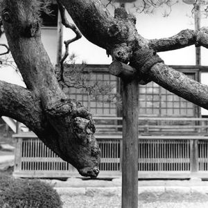 Tree Crutch, Monastery Garden, Senmaya