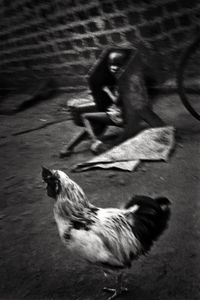 Manzani can't walk. Even when his mother and brothers are not at home, he's never alone © Nicola Angelo Mangia