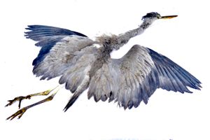 Grey heron, still life