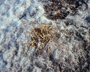 Icelandic Surfaces #14