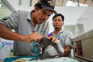 Free The Bears Cambodian Program Manager, Vuthy Choun, measures sun bear cub #180 during a regular check-up to monitor the cubs’ development.