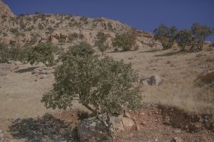 Pistacia terebinthusis is a tree endemic in Kurdistan that local people make a kind of medicine and chewing gum out of the syrup of the tree