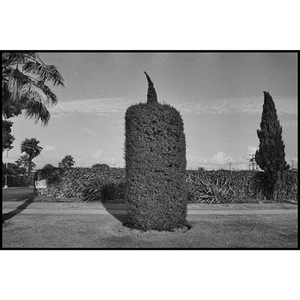'Cowlick' 1981⁠