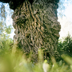 Tree #4 from Willow Series