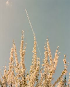 Blossoms