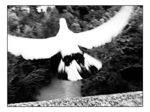 Shy soul - fly again