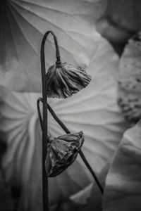 Lotus Pods