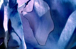 Metamorphosis 67
