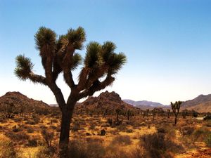 Joshua Trees