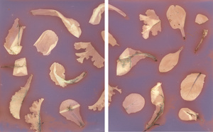 Food Waste 3