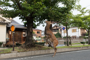 Jump