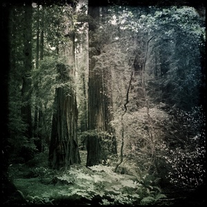 Muir Woods