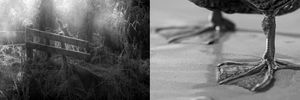 Diptych "When the light kicks in" and "Webbed feet ready"