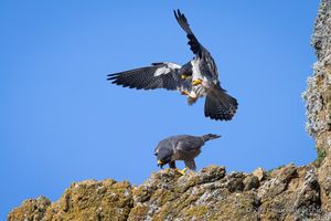 A Male Peregrine Falcon Descends To Female As She Calls Him Down To Mate