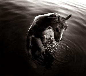 Centaur
