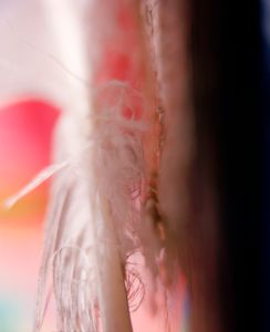 Feather / Sun